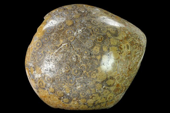 Polished Fossil Coral (Actinocyathus) Head - Morocco #157542